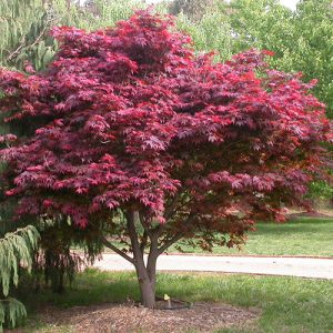 Acer Palmatum Atropurpureum
