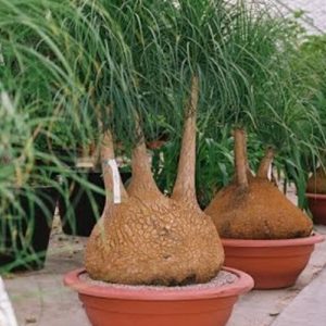 Beaucarnea Nolina