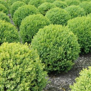 Buxus Sempervirens Şimşir