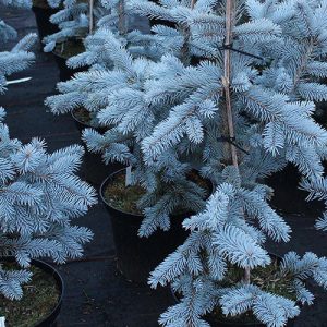 Colorado Ladin Hoopsii
