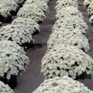 Dianthus Gratianopolitanus - Anadolu Karanfili