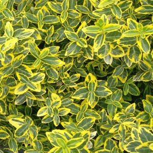 Euonymus Fortunei Aurea Yayılıcı Taflan