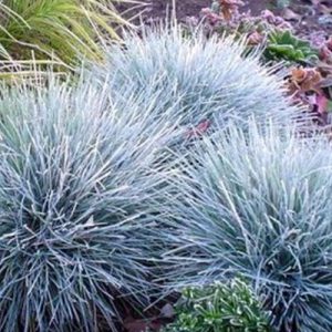 Festuca Glauca Elijah Blue - Mavi Çim