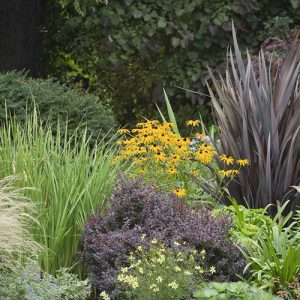 Grasses Bunch