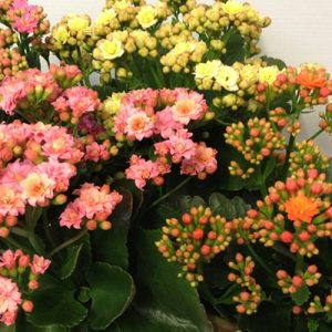 Kalanchoe Calandiva