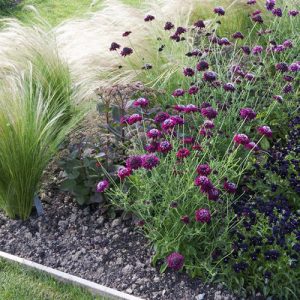 Mexican Feather Grass