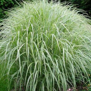 Miscanthus Sinensis Variegata