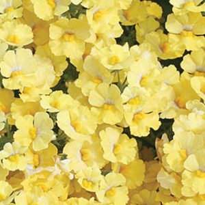 Nemesia