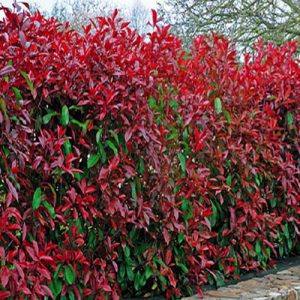 Phottinia Fraseri Little Red Bodur Alev Çalısı