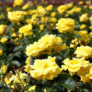 Rosa Sunsprite-2
