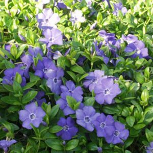Vinca Minor Cezayir Menekşesi