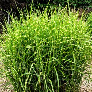 Zebra Grass